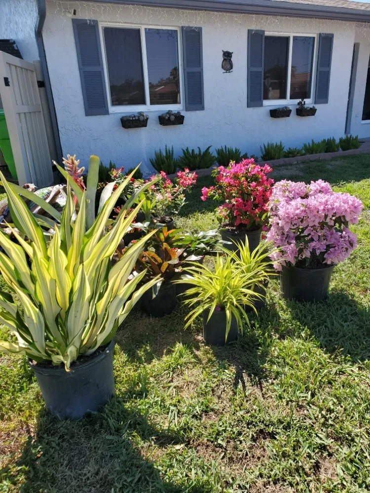 Reliable yard cleanup service with custom design across Pompano Beach, FL - Valle Landscape Design and Service