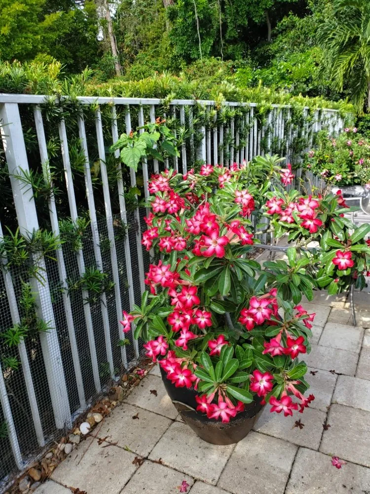 Local residential landscaping experts serving Pompano Beach, FL - Valle Landscape