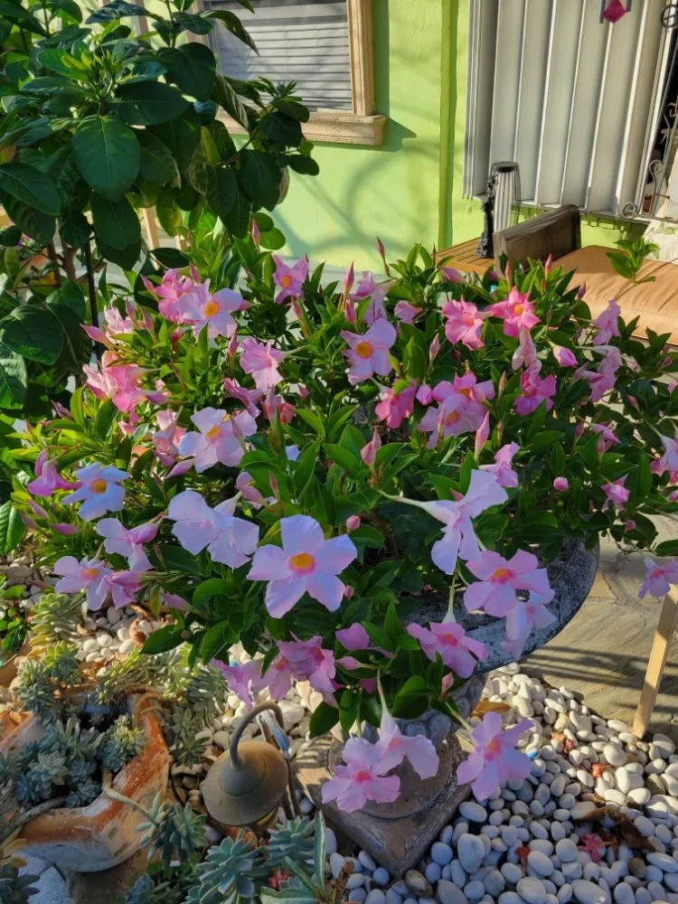 Expert lawn mowing service for residential properties across Pompano Beach, FL - Valle Landscape