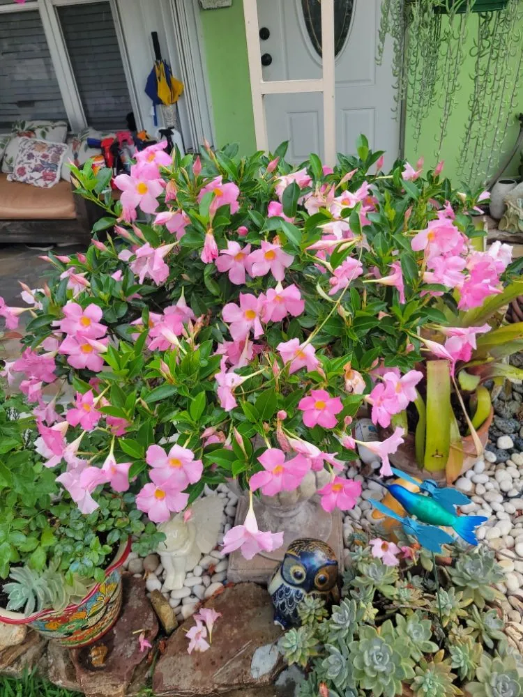 Professional landscaping services experts serving Pompano Beach, FL - Valle Landscape