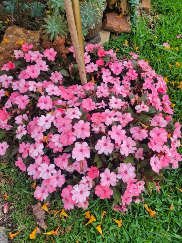 Top-rated landscape design in Pompano Beach, FL by Valle Landscape