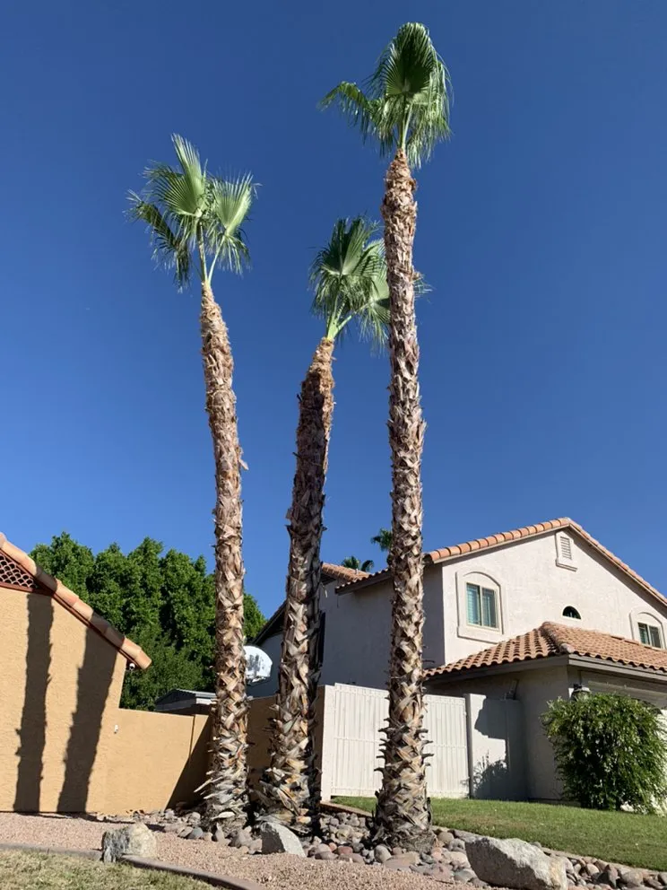 Local landscaping services for year-round maintenance in Phoenix, AZ by Valle Verde Lawn Care