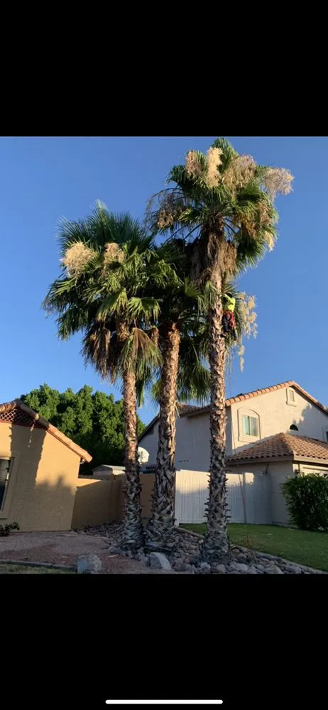 Custom residential landscaping for outdoor upgrades across Phoenix, AZ - Valle Verde Lawn Care