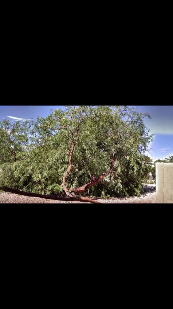 Trusted landscaping services for beautiful yards across Phoenix, AZ - Valle Verde Lawn Care