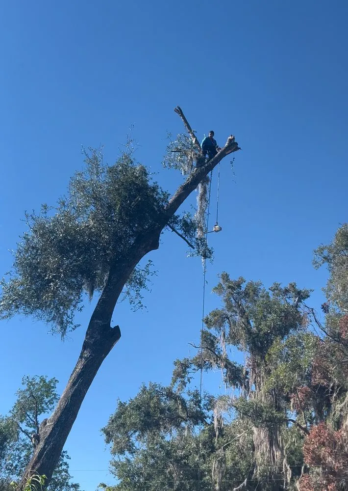 Professional landscaping services in Ocala, FL - Vallejo Family Land Services