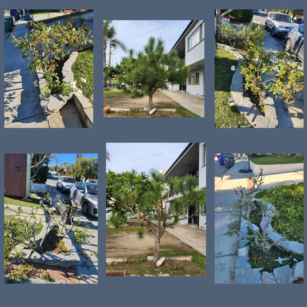 Trusted landscape installation for beautiful yards across Long Beach, CA - Vallejo’s Gardening