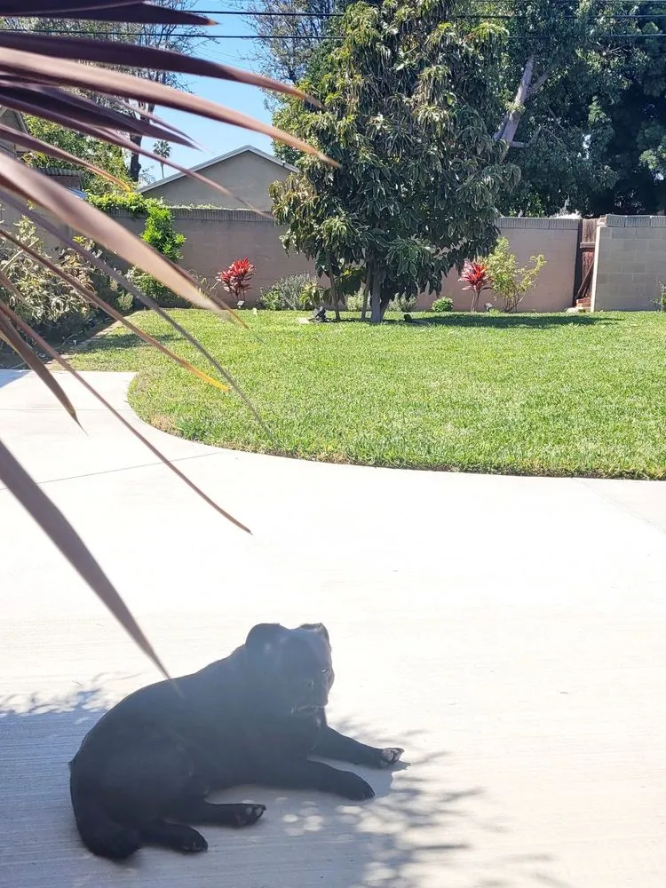 Reliable residential landscaping in Long Beach, CA - Vallejo’s Gardening