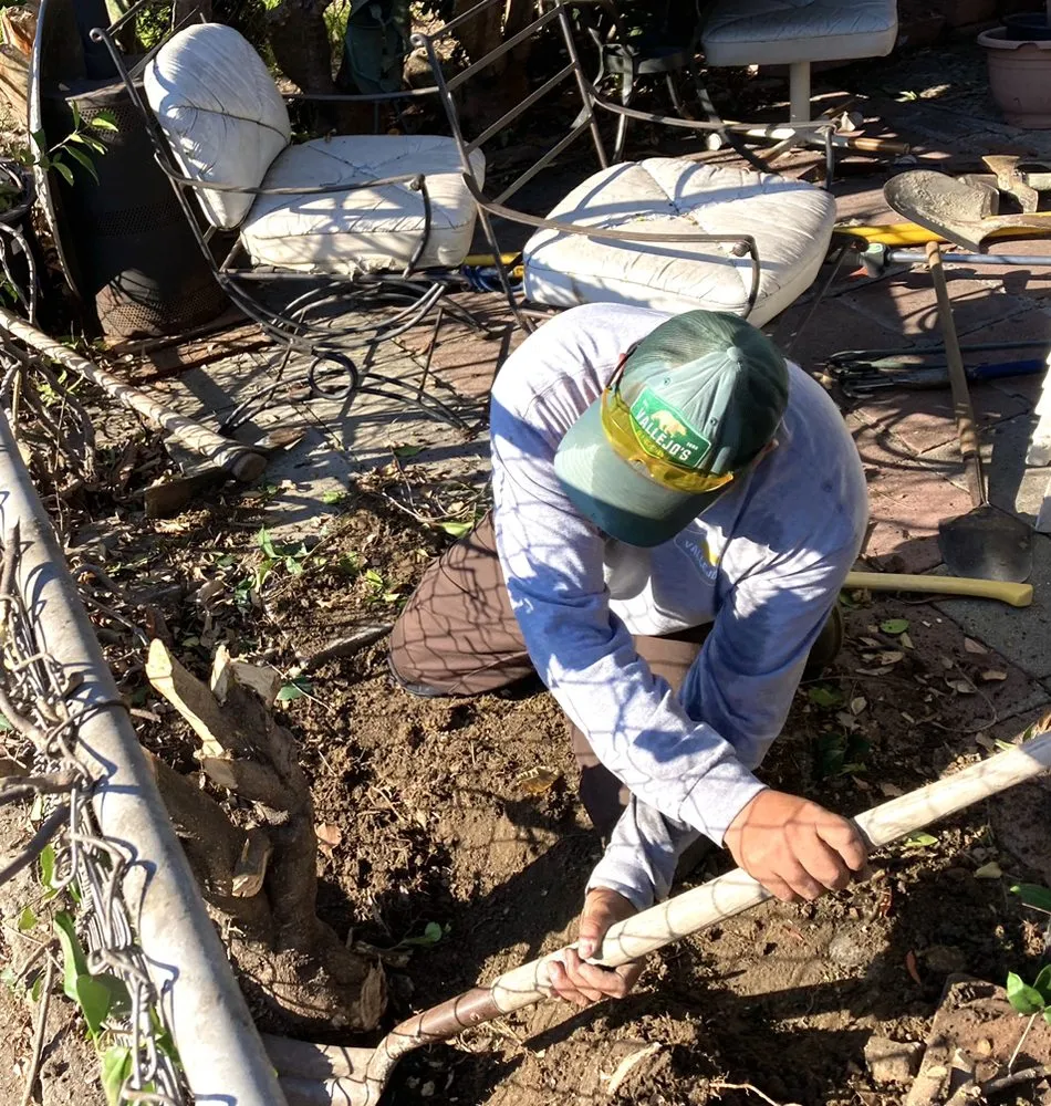 Top-rated lawn care service in Long Beach, CA - Vallejo’s Gardening