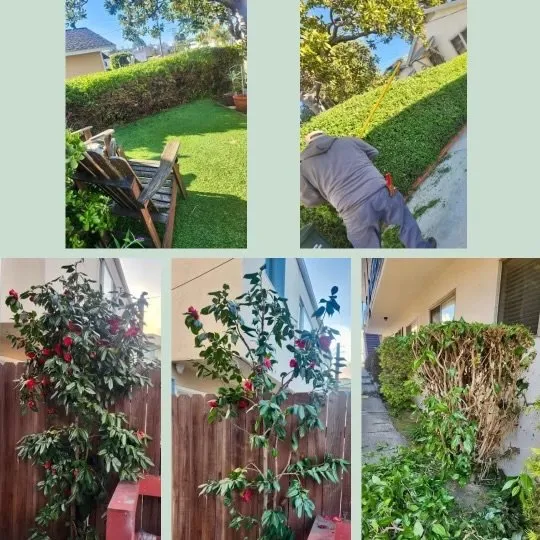 Top-rated lawn care service with custom design across Long Beach, CA - Vallejo’s Gardening