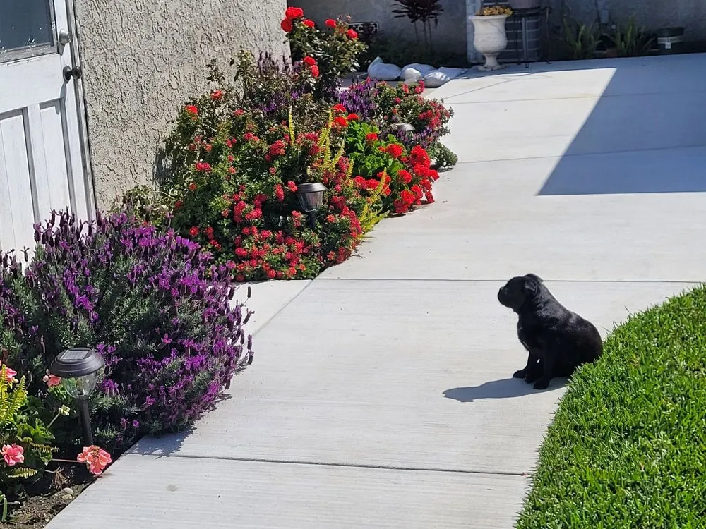 Expert lawn mowing service in Long Beach, CA by Vallejo’s Gardening