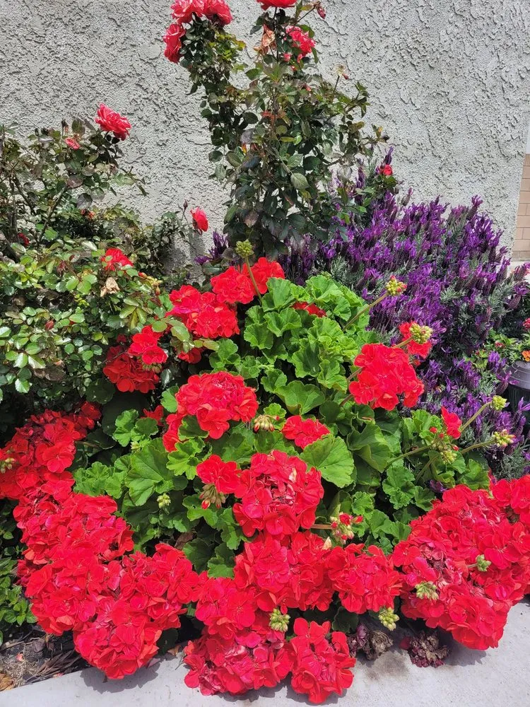 Trusted lawn mowing service in Long Beach, CA - Vallejo’s Gardening