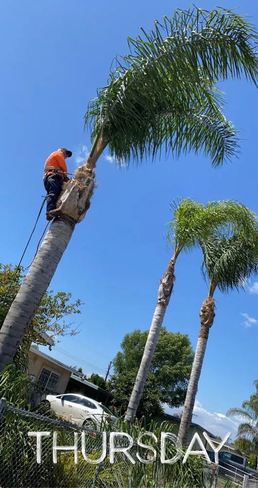 Professional landscaping services in La Puente, CA - Vallejo’s Landscaping & Tree Service