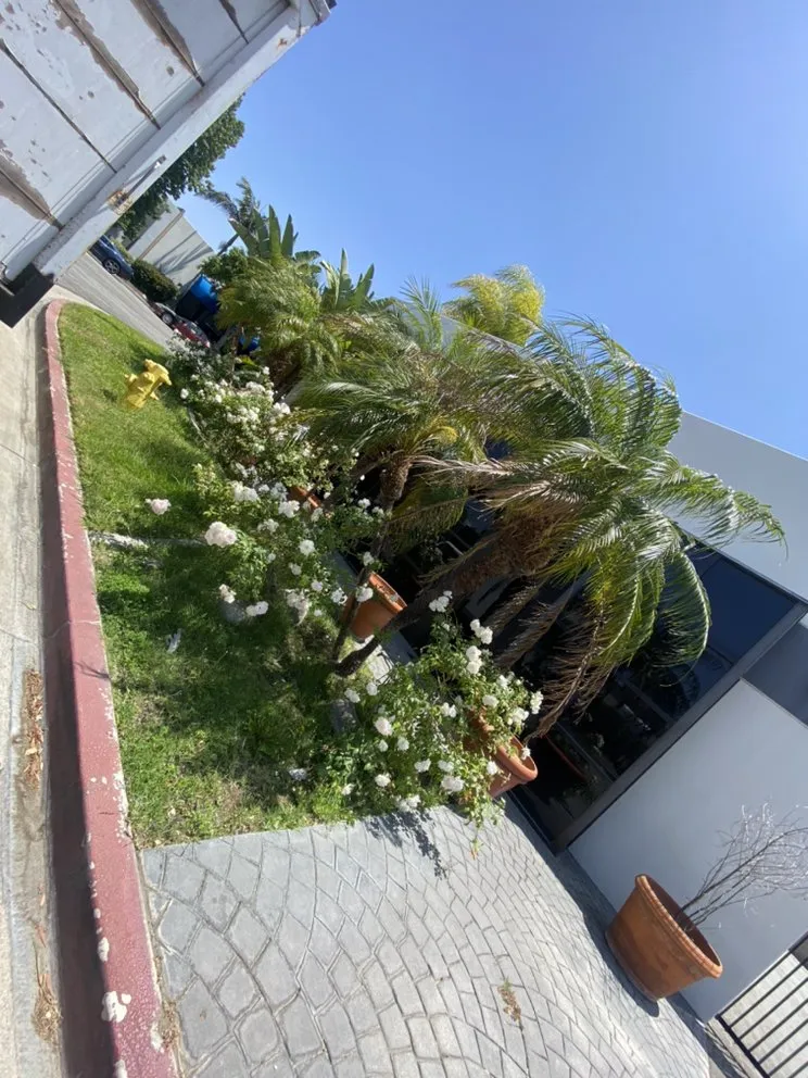 Reliable lawn care service in La Puente, CA by Vallejo’s Landscaping & Tree Service