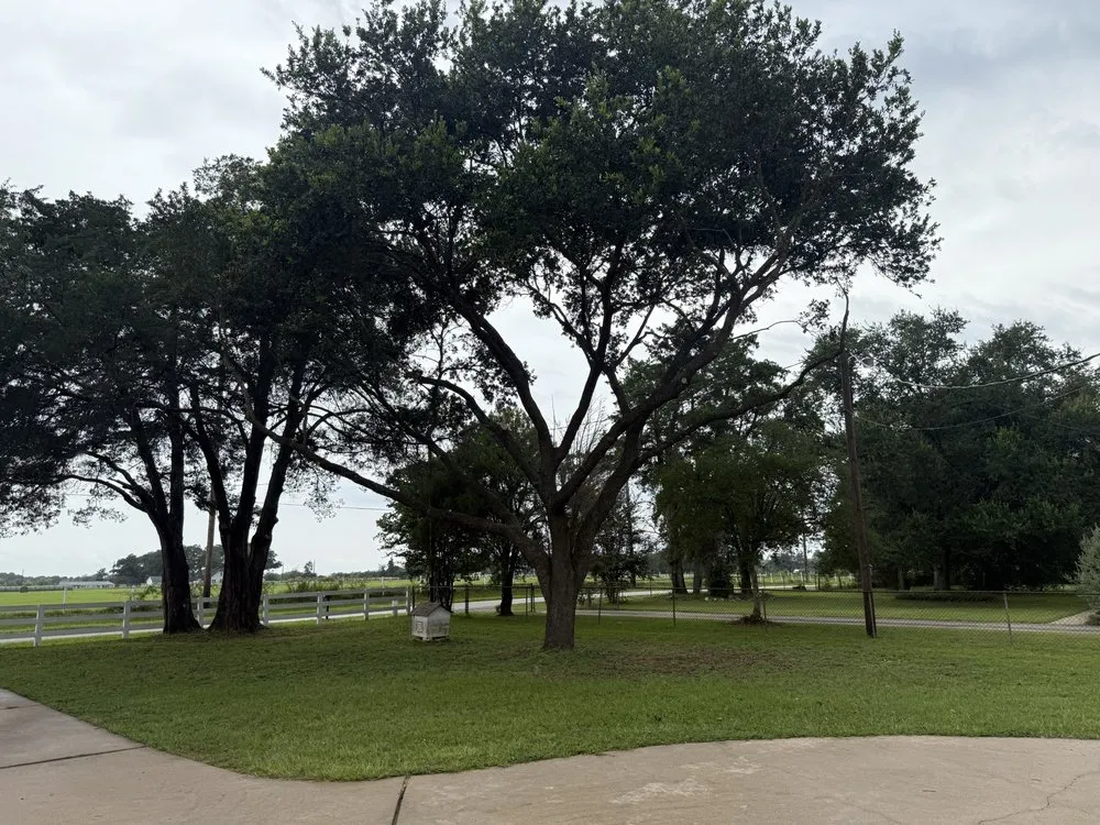 Custom yard cleanup service for homes across Yorktown Colony, TX - Valle’s Tree Services