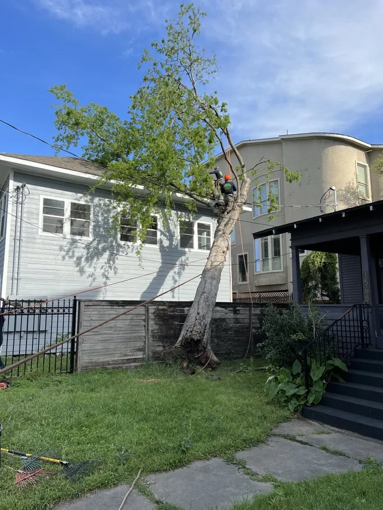 Trusted residential landscaping in Yorktown Colony, TX - Valle’s Tree Services