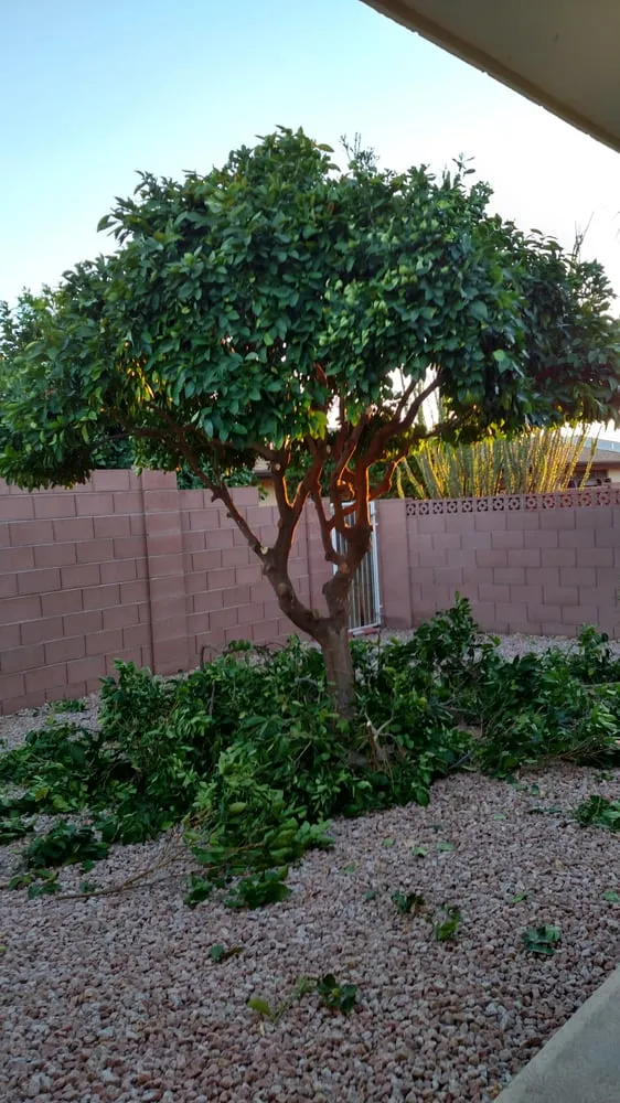 Professional residential landscaping in Chandler, AZ by Valley Firewood
