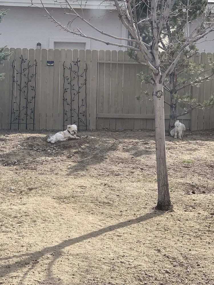 Trusted residential landscaping in Sun Valley, NV - Valley Flores Yard & Maintenance