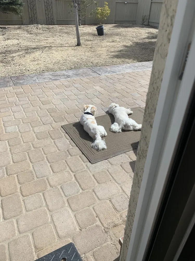 Top-rated lawn care service in Sun Valley, NV - Valley Flores Yard & Maintenance