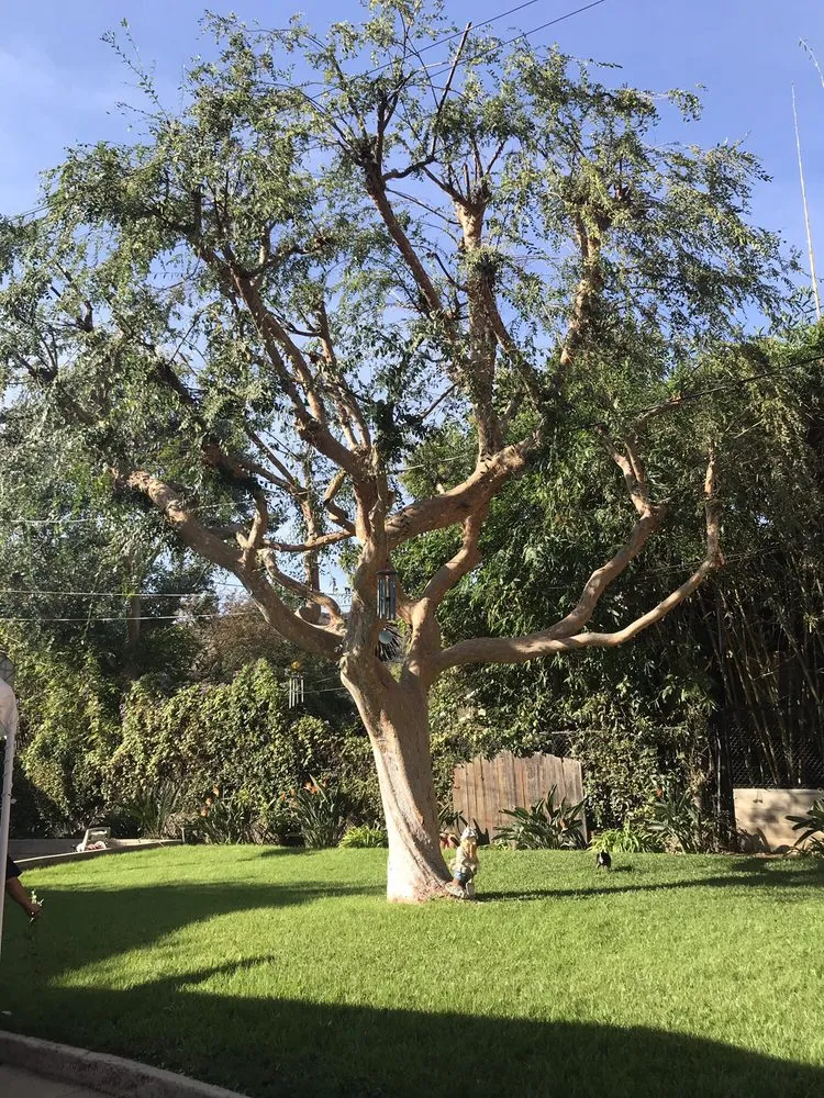 Professional lawn mowing service for outdoor upgrades in Los Angeles, CA by Valley Green Landscape