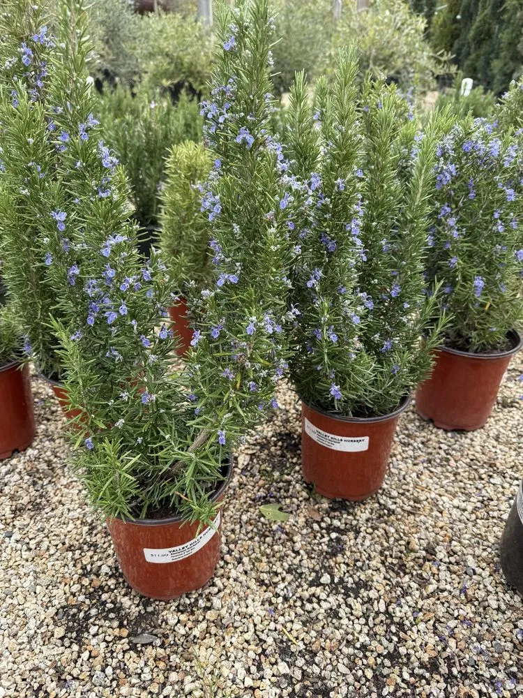 Professional outdoor landscaping for beautiful yards across Carmel, CA - Valley Hills Nursery