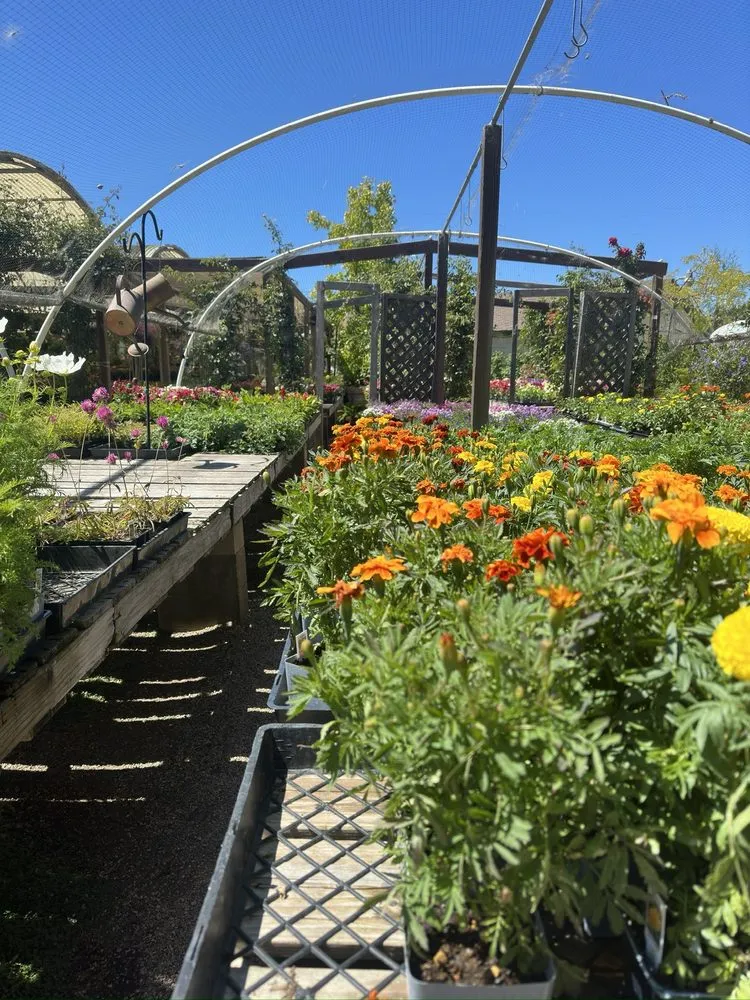 Professional landscape design for beautiful yards across Carmel, CA - Valley Hills Nursery