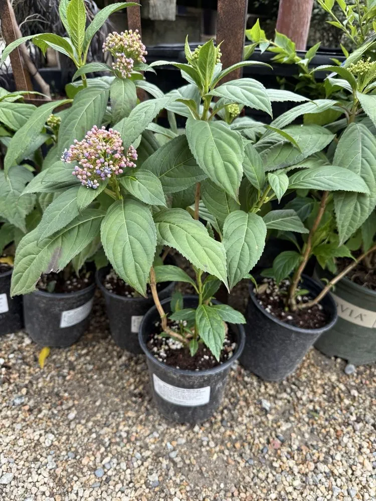 Reliable outdoor landscaping experts serving Carmel, CA - Valley Hills Nursery