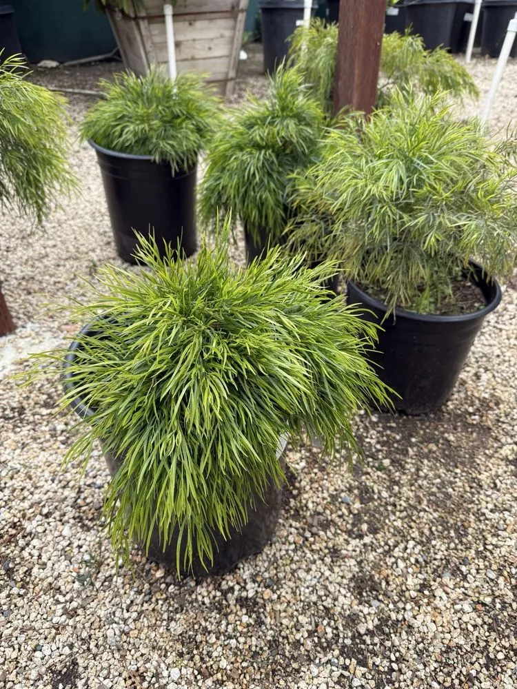 Professional landscape installation near you across Carmel, CA - Valley Hills Nursery