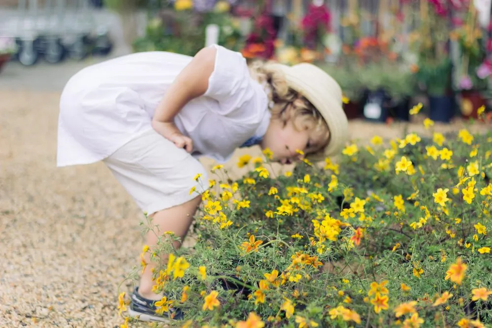 Expert garden landscaping for outdoor upgrades across Carmel, CA - Valley Hills Nursery