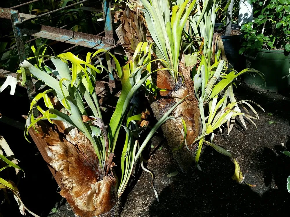 Reliable garden landscaping for homes across Carmel, CA - Valley Hills Nursery