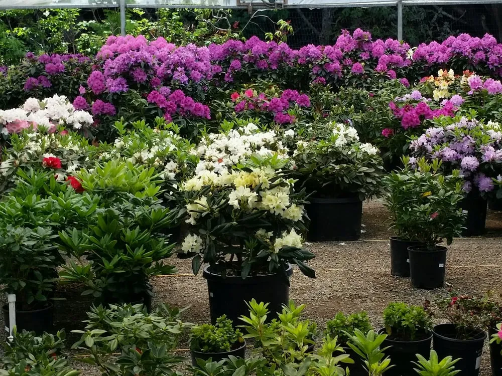 Expert lawn mowing service for outdoor upgrades across Carmel, CA - Valley Hills Nursery
