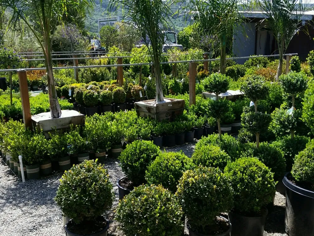 Local residential landscaping for outdoor upgrades in Carmel, CA by Valley Hills Nursery