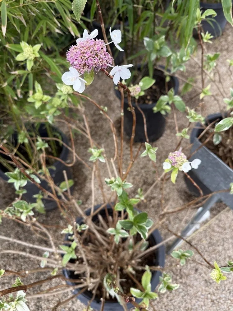 Top-rated residential landscaping in Carmel, CA - Valley Hills Nursery