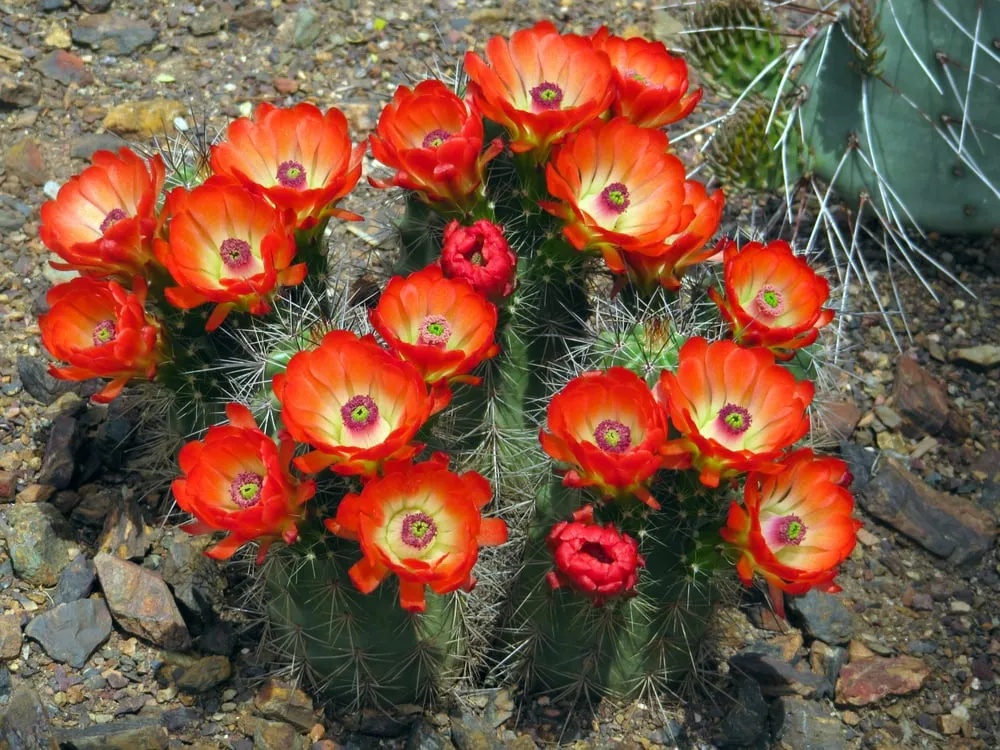 Professional yard maintenance in Phoenix, AZ by Valley Horticultural Services