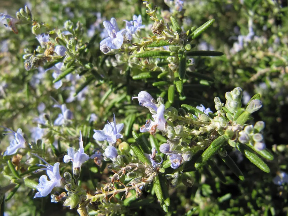 Reliable landscape installation for residential properties in Phoenix, AZ by Valley Horticultural Services