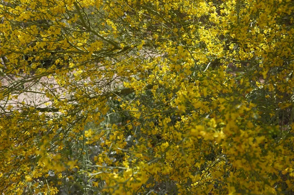 Reliable yard cleanup service experts serving Phoenix, AZ - Valley Horticultural Services