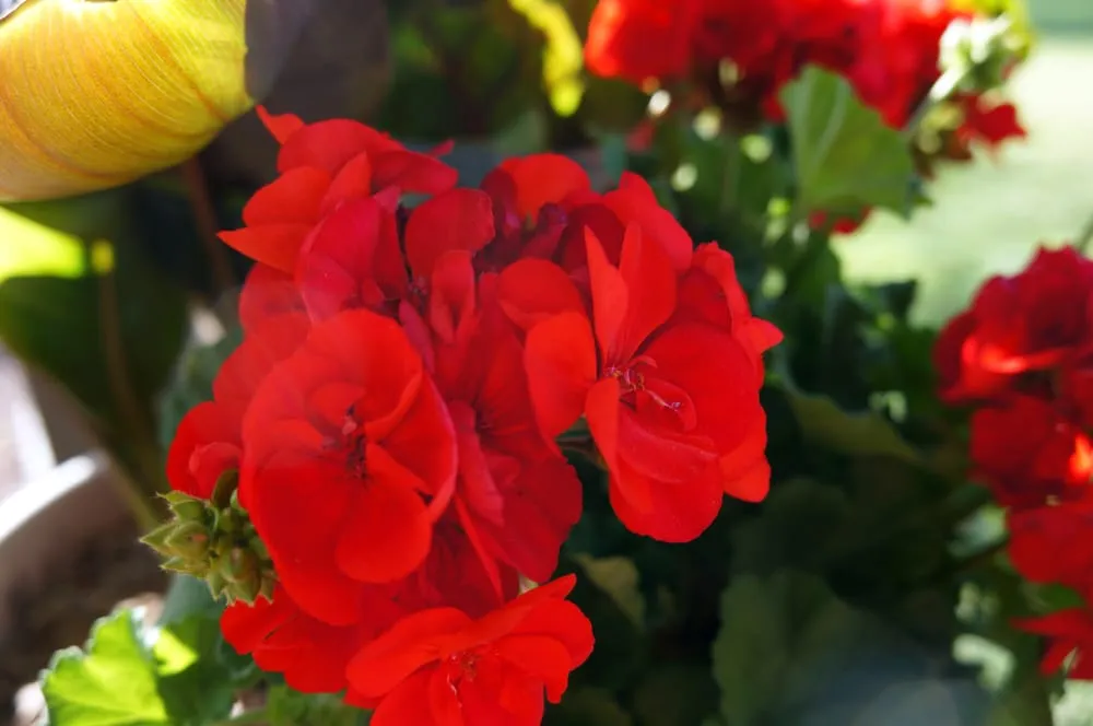 Expert residential landscaping for beautiful yards in Phoenix, AZ by Valley Horticultural Services