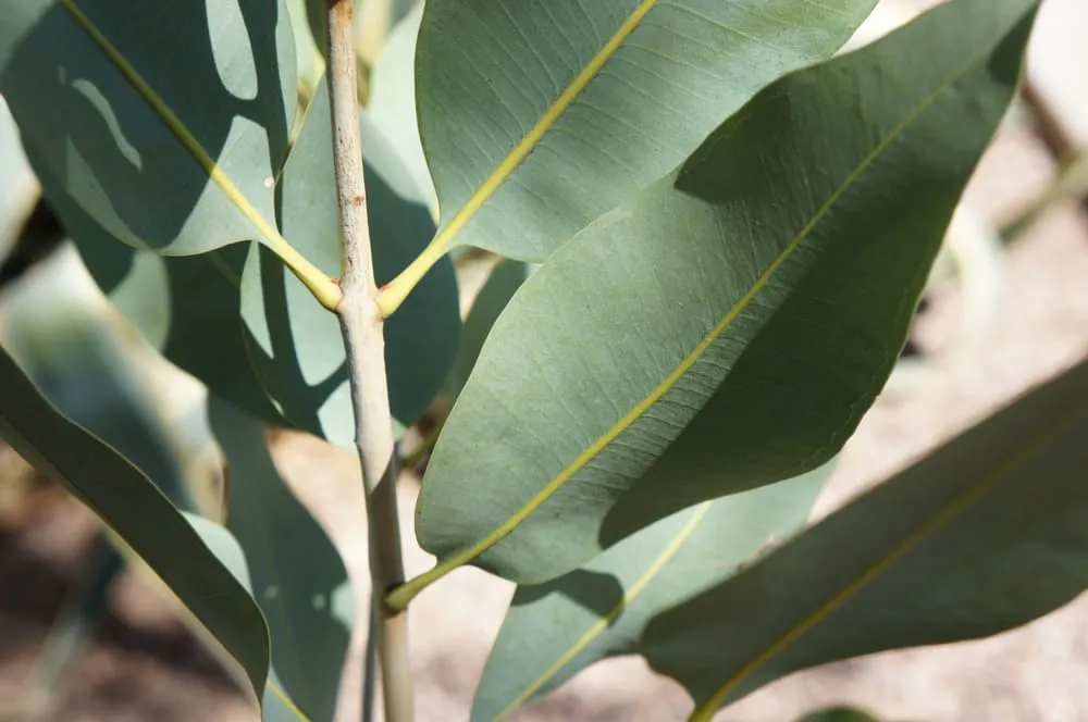 Reliable yard maintenance in Phoenix, AZ - Valley Horticultural Services