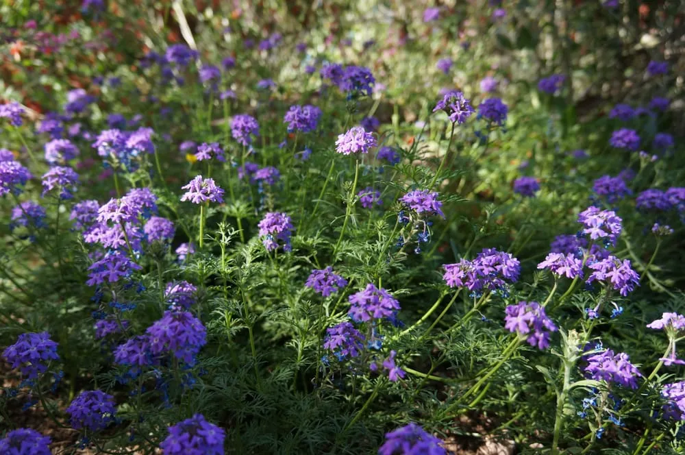 Affordable residential landscaping for beautiful yards in Phoenix, AZ by Valley Horticultural Services