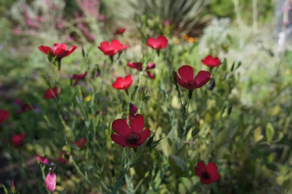 Professional yard cleanup service for homes across Phoenix, AZ - Valley Horticultural Services