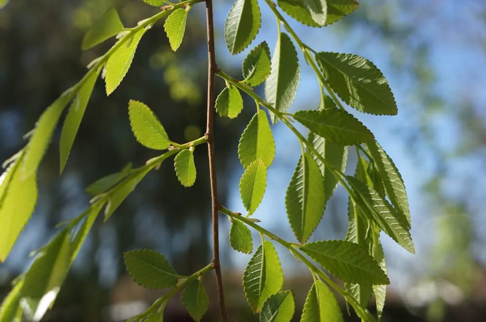 Reliable residential landscaping experts serving Phoenix, AZ - Valley Horticultural Services