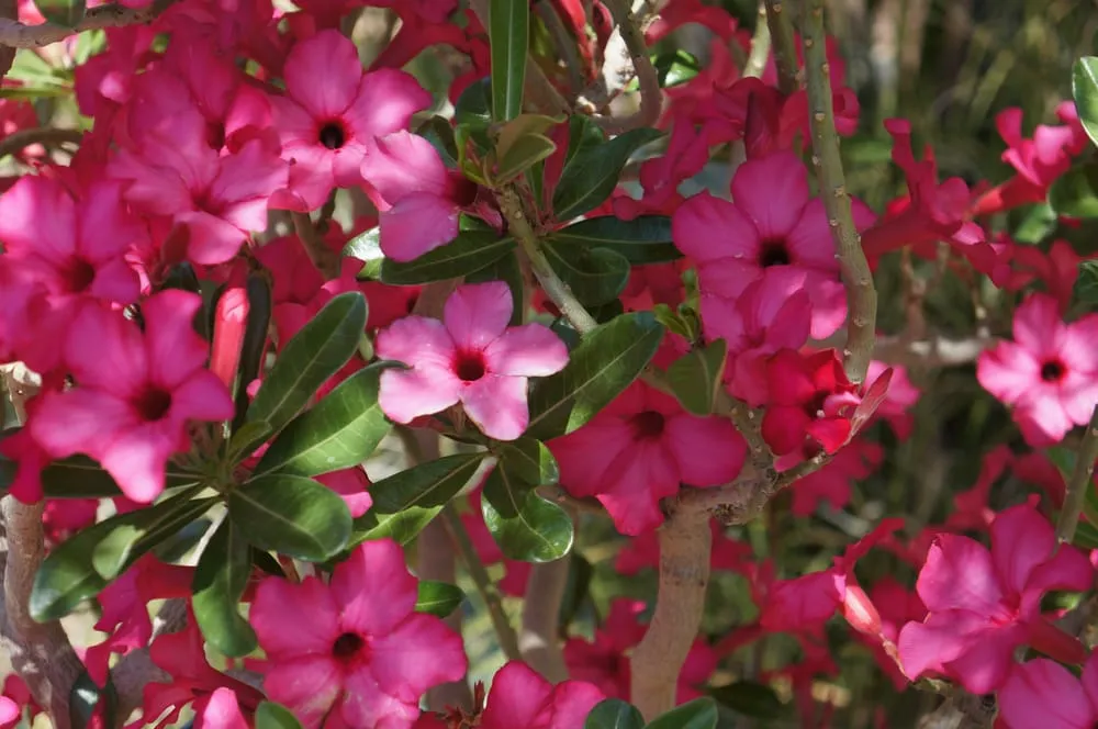 Local residential landscaping experts serving Phoenix, AZ - Valley Horticultural Services