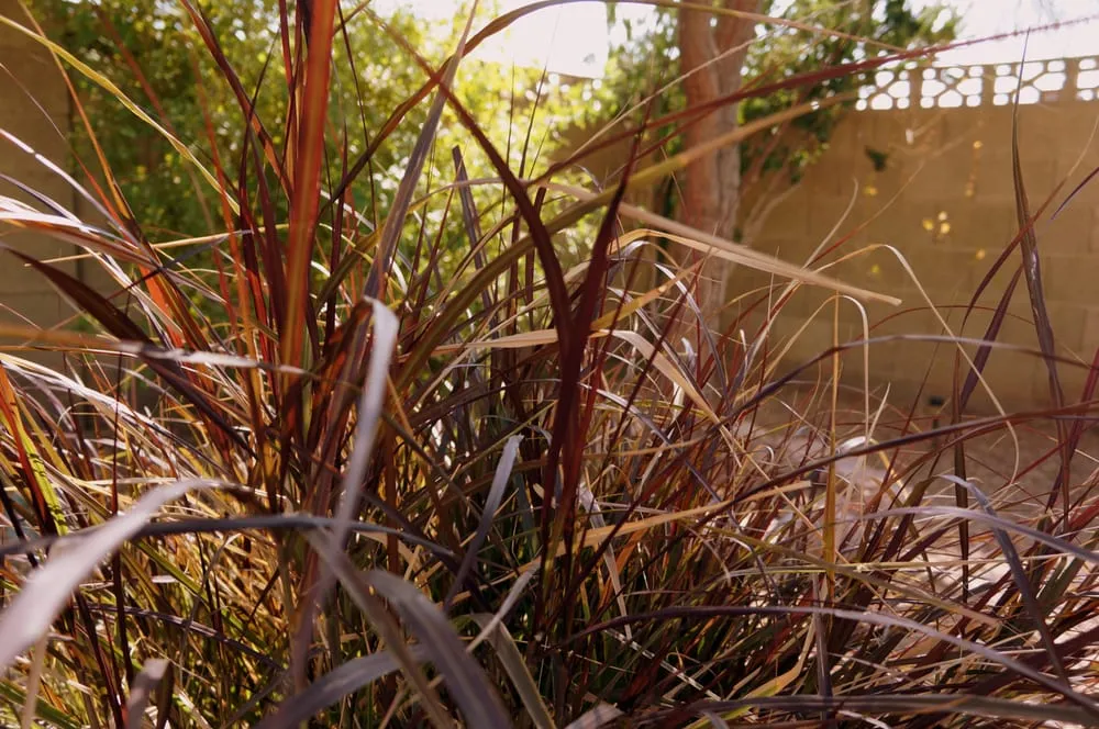 Custom landscape design for beautiful yards in Phoenix, AZ by Valley Horticultural Services