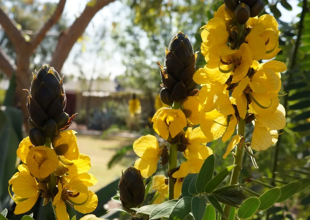 Affordable landscaping services experts serving Phoenix, AZ - Valley Horticultural Services