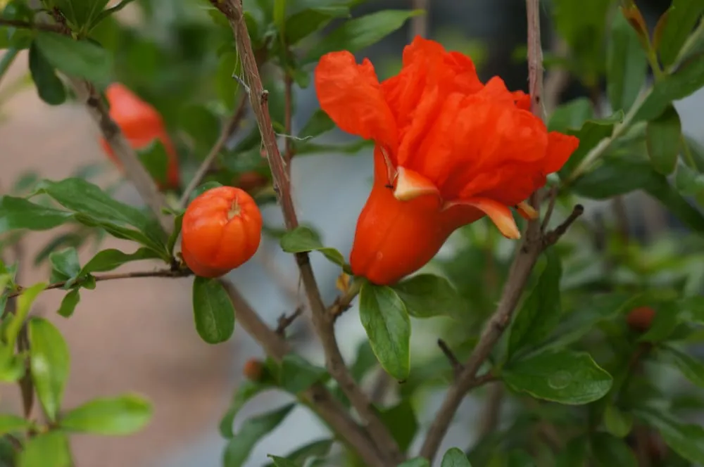 Trusted landscaping services in Phoenix, AZ - Valley Horticultural Services