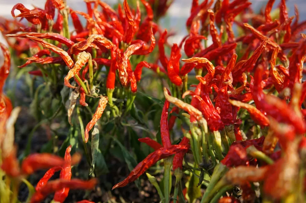 Reliable landscape installation for outdoor upgrades across Phoenix, AZ - Valley Horticultural Services