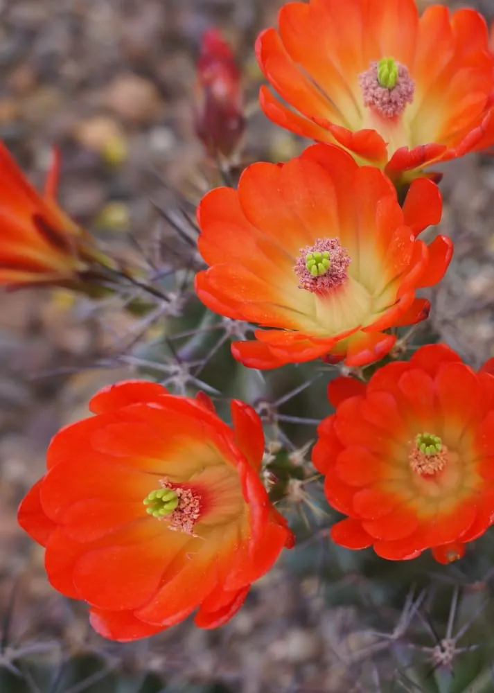 Expert lawn mowing service in Phoenix, AZ - Valley Horticultural Services