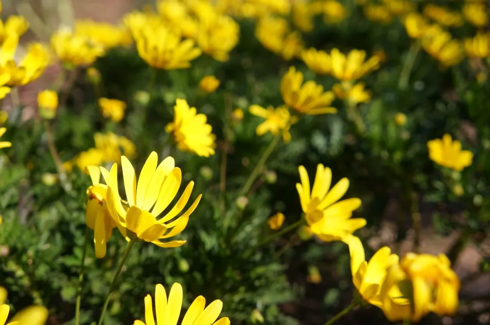 Top-rated landscape installation near you across Phoenix, AZ - Valley Horticultural Services