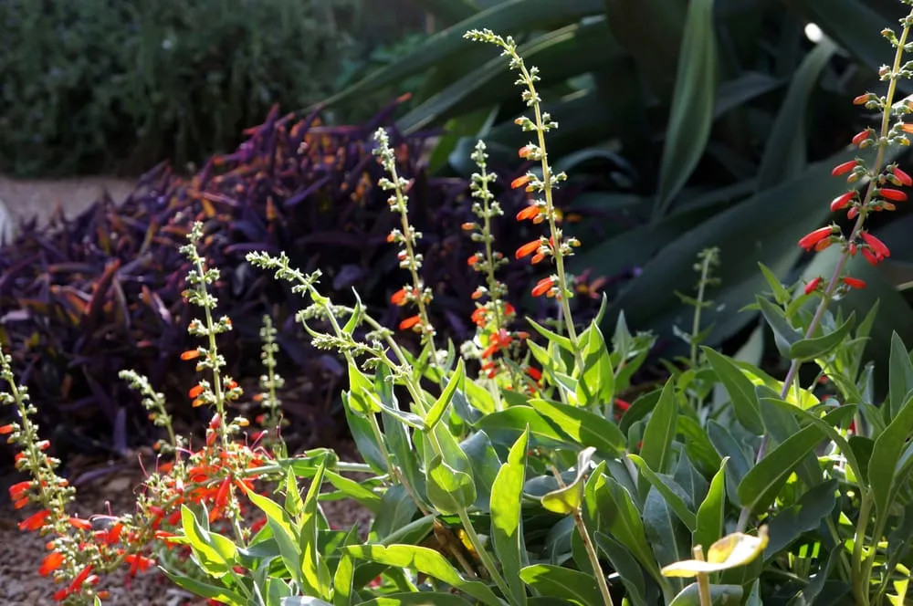 Local yard cleanup service for residential properties in Phoenix, AZ by Valley Horticultural Services