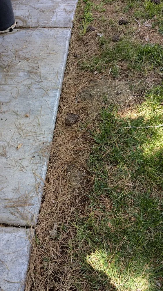 Local yard maintenance experts serving Las Vegas, NV - Valley Lawn Care