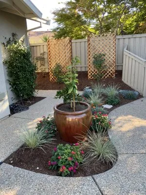 Valley Oak Landscape